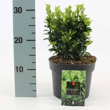 Euonymus japonicus 'Green Spire'