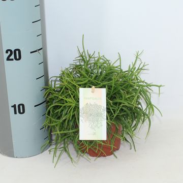 Rhipsalis baccifera 'Oasis'