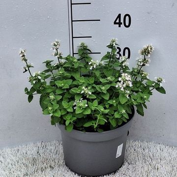 Nepeta x faassenii