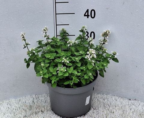 Nepeta x faassenii
