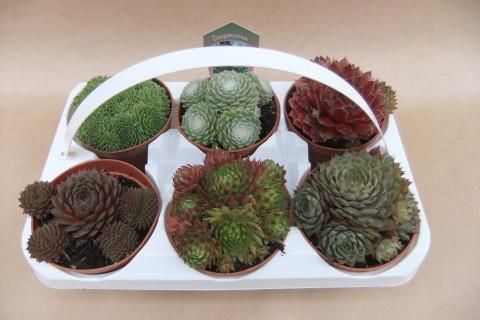 Sempervivum MIX