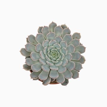 Echeveria cuspidata 'Texensis'