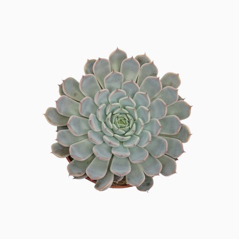 Echeveria cuspidata 'Texensis'