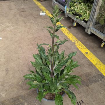 Digitalis purpurea MIX