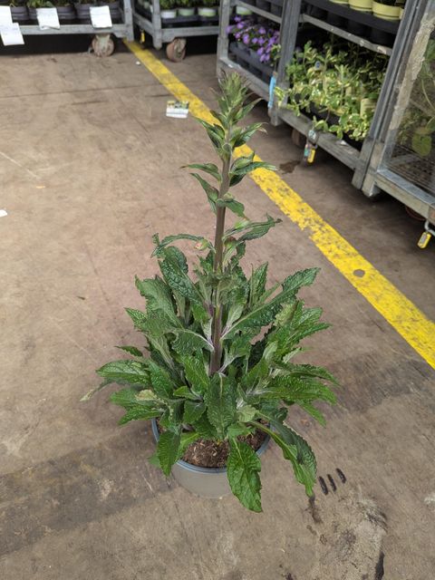 Digitalis purpurea MIX