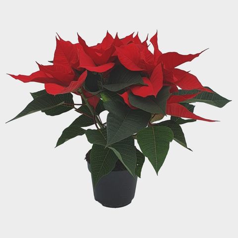 Euphorbia pulcherrima CHRISTMAS UNIVERSE