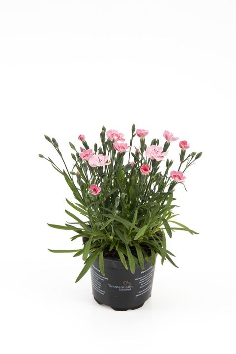 Dianthus DIANTICA PEACH PARTY