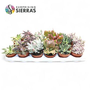 Succulents MIX