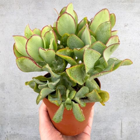 Crassula arborescens 'Blue Hale'