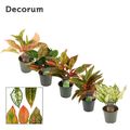 Aglaonema MIX