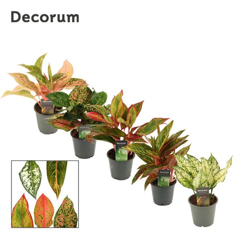 Aglaonema MIX
