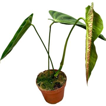 Philodendron esmeraldense