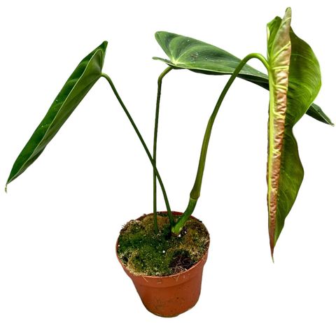 Philodendron esmeraldense