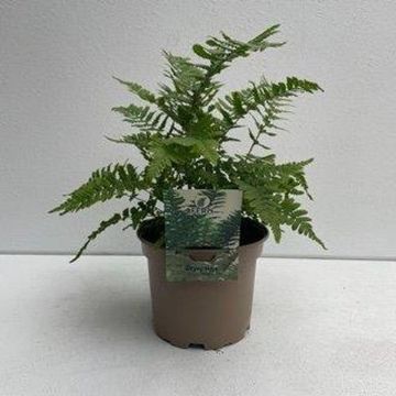 Dryopteris affinis 'Pinderi'