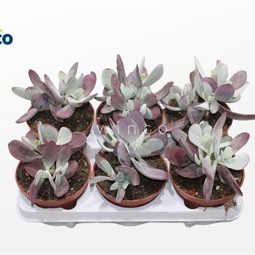 Cotyledon 'Coral'