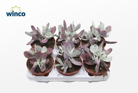 Cotyledon 'Coral'