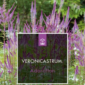 Veronicastrum virginicum 'Adoration'