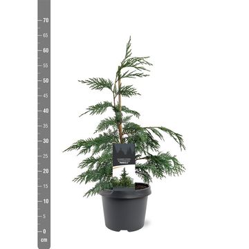 Chamaecyparis nootkatensis 'Pendula'