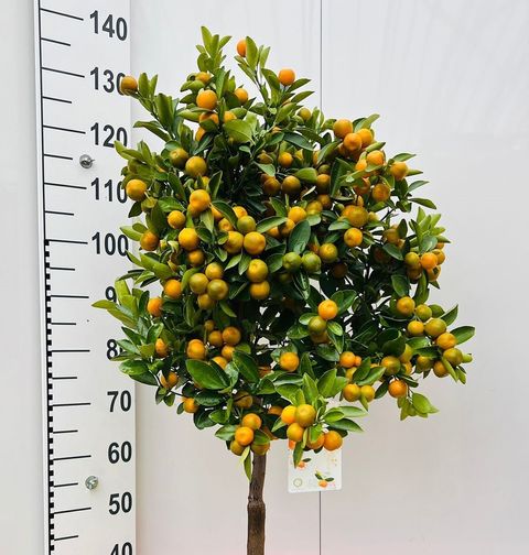Citrus x microcarpa