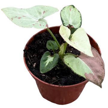 Syngonium 'Strawberry Milk'
