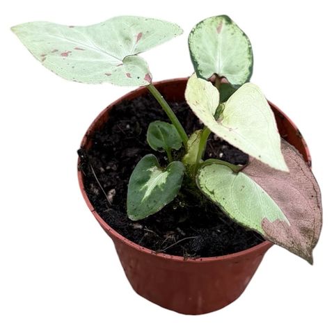 Syngonium 'Strawberry Milk'