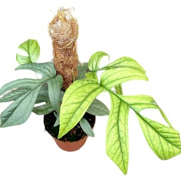 Amydrium medium SILVER