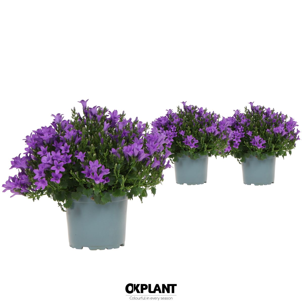 Campanula Portenschlagiana Ambella Purple — Plant Wholesale Floraccess