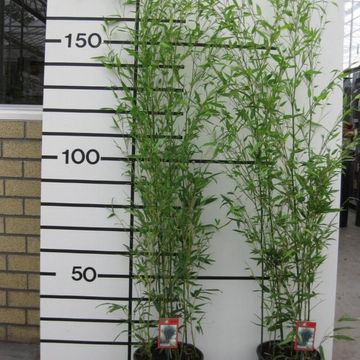 Phyllostachys bissetii