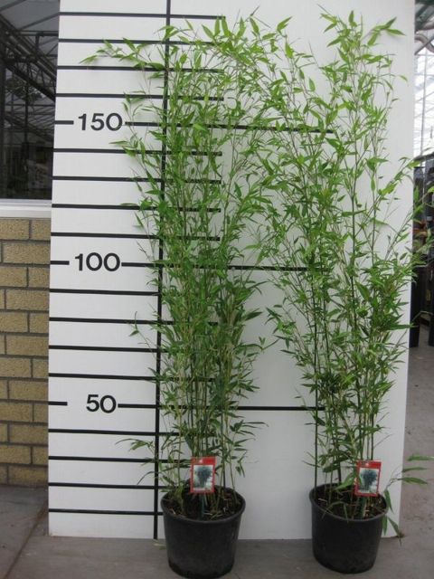 Phyllostachys bissetii