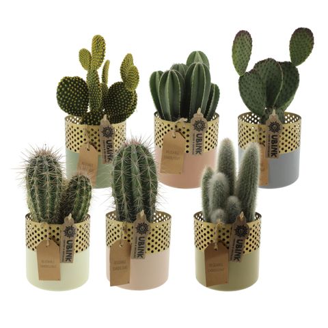 Cactées MIX IN POT