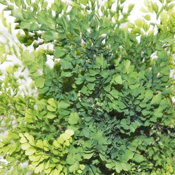 Adiantum raddianum 'Lisa'