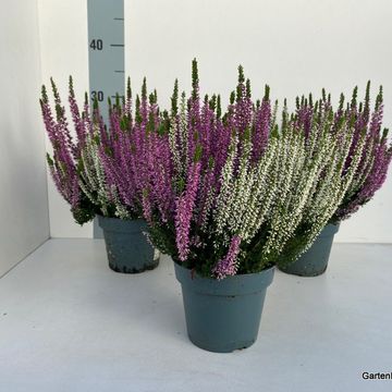 Calluna vulgaris BEAUTY LADIES MIX IN POT