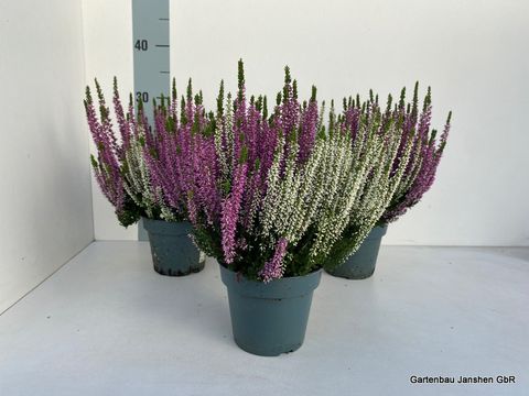 Calluna vulgaris BEAUTY LADIES MIX IN POT