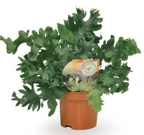 Phlebodium aureum DAVANA