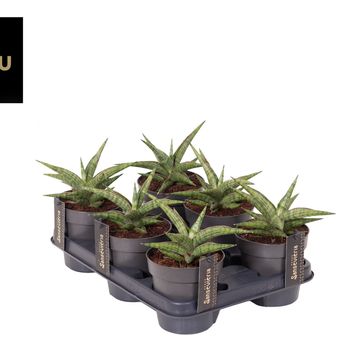 Sansevieria 'Comet Canoe No. 3'