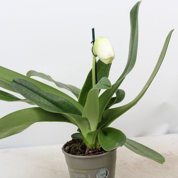 Paphiopedilum 'Zoe'