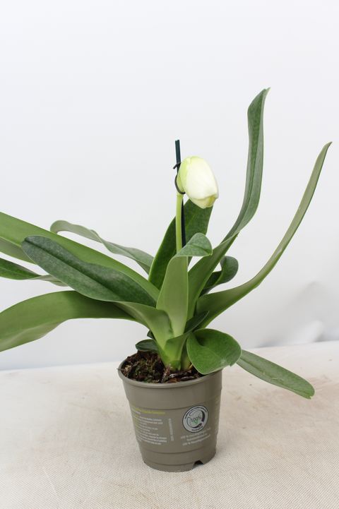 Paphiopedilum 'Zoe'