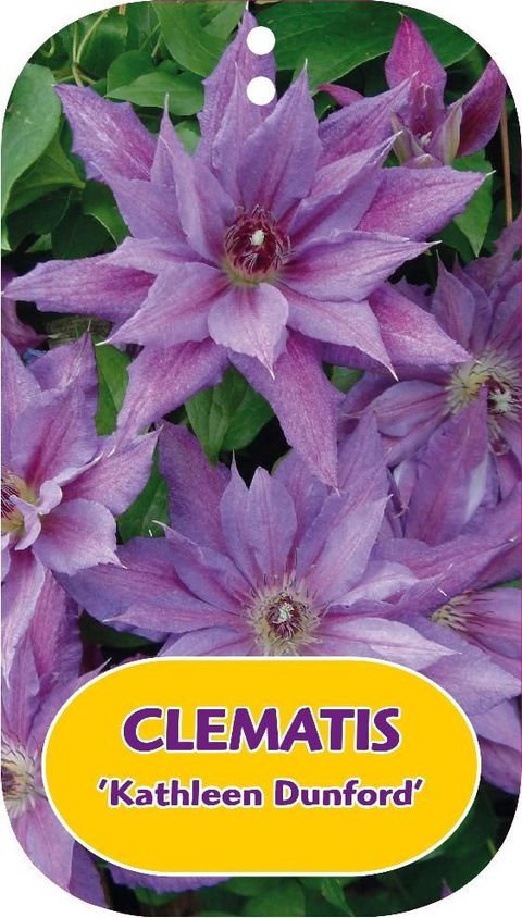 Clematis 'Kathleen Dunford' (EL)