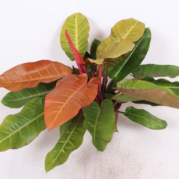 Philodendron 'Prince of Orange'