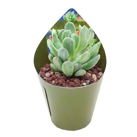 x Pachyveria scheideckeri 'Albocarinata'