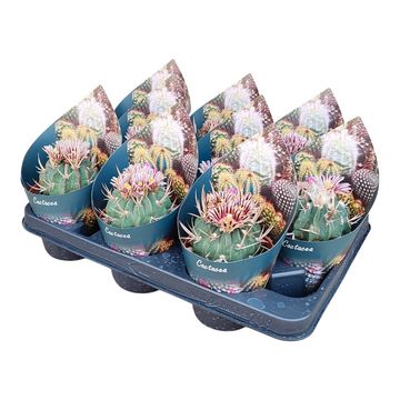 Stenocactus coptonogonus