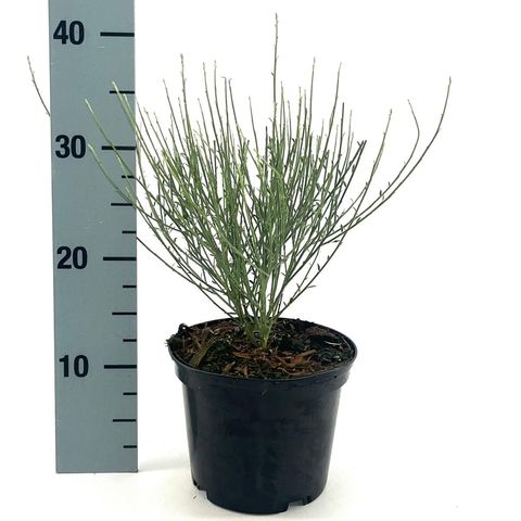 Cytisus x praecox 'Allgold'