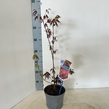 Acer palmatum 'Атропурпуреум'