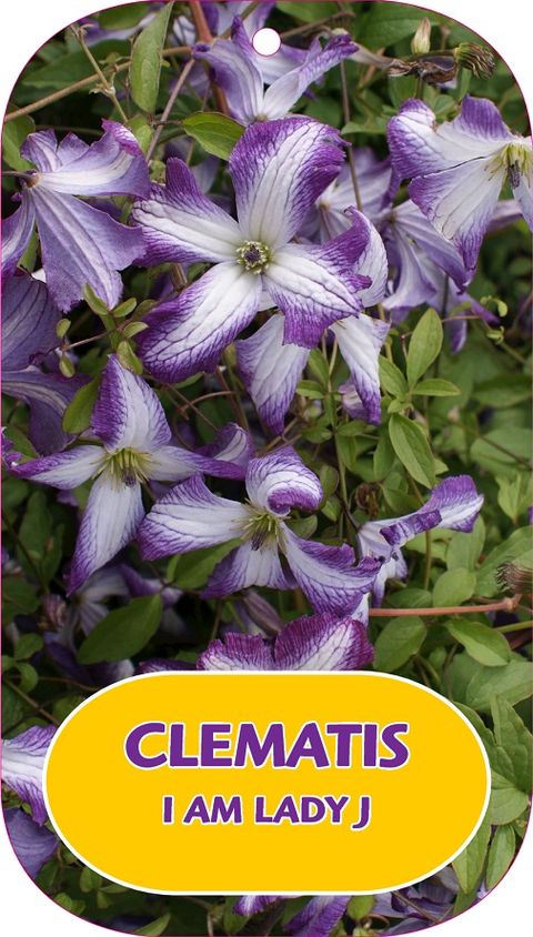 Clematis I AM LADY J (Vt)