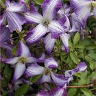 Clematis I AM LADY J (Vt)