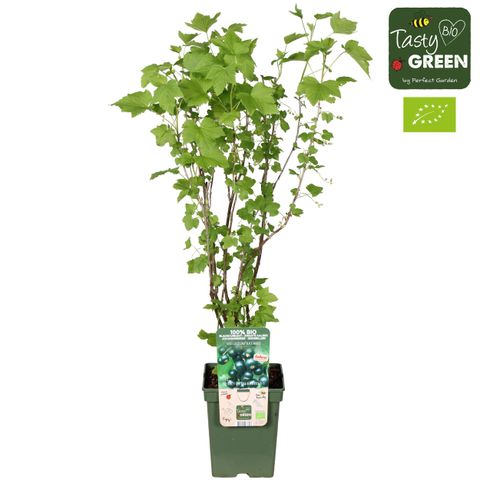 Ribes nigrum 'Black Marble'