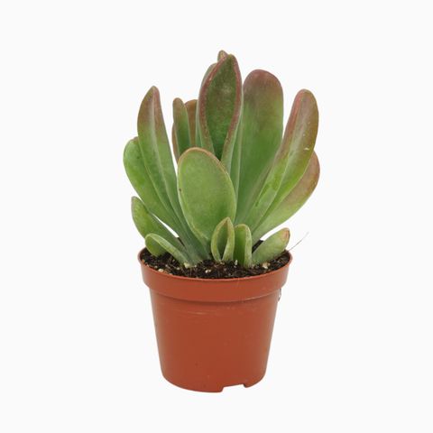 Kalanchoe luciae 'Oricula'