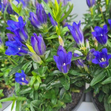 Gentiana 'Diana'