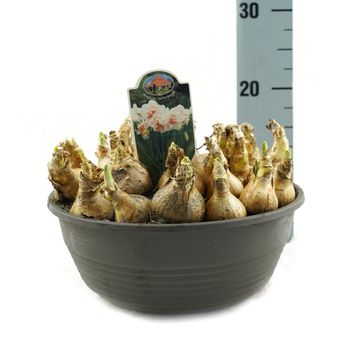 Narcissus 'Delnashaugh'