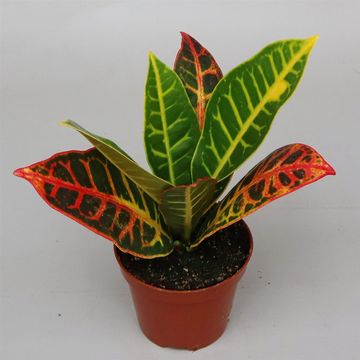 Codiaeum variegatum 'Petra'